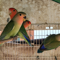 Inseparabili roseicollis