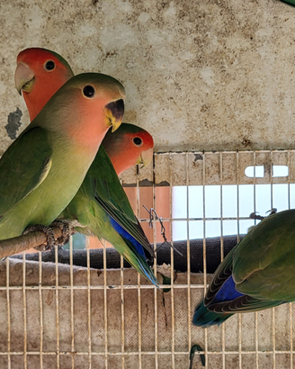 Inseparabili roseicollis