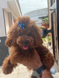 Cani barboncini