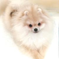 Cane cucciolo Spitz di Pomerania nano con Pedigree