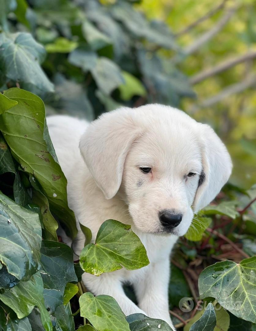 Cucciolo Animali In regalo a Bologna