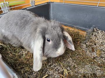 Dono coniglio Ariete