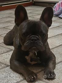 Bull dog francese