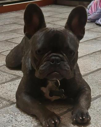 Bull dog francese