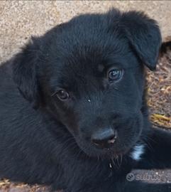 Cuccioli labrador mix Border Collie
