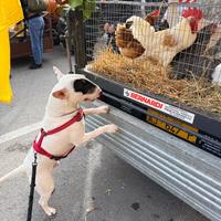 Bull Terrier maschio disponibile per accoppiamento