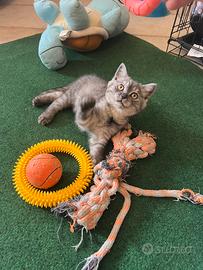 Gatto Scottish due mesi