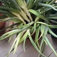 Aloe vera cresciuta in vaso senza concimi
