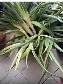 Aloe vera cresciuta in vaso senza concimi