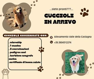 Cuccioli golden retriever con pedigree in arrivo
