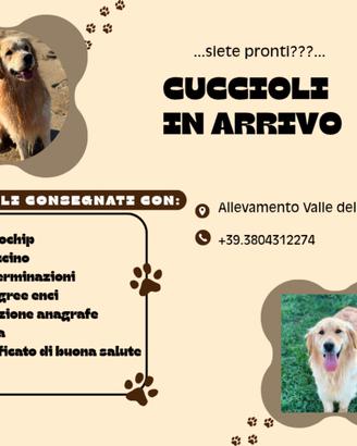 Cuccioli golden retriever con pedigree in arrivo