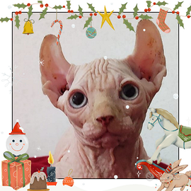 Gatto nudo ELF RAZZA RARA