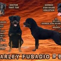 Rottweiler di alta genealogia