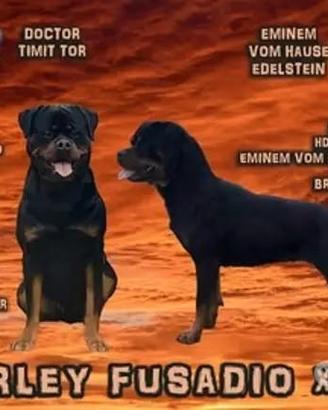 Rottweiler di alta genealogia