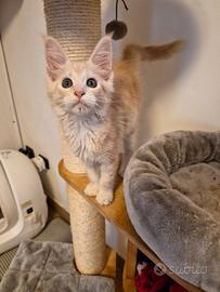 Maine coon femminucce