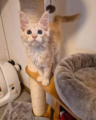 Maine coon femminucce