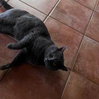 Gatto Certosino maschio