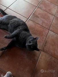 Gatto Certosino maschio