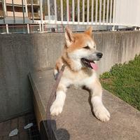 Cane razza Akita Inu