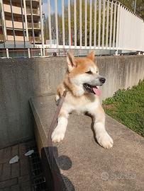 Cane razza Akita Inu