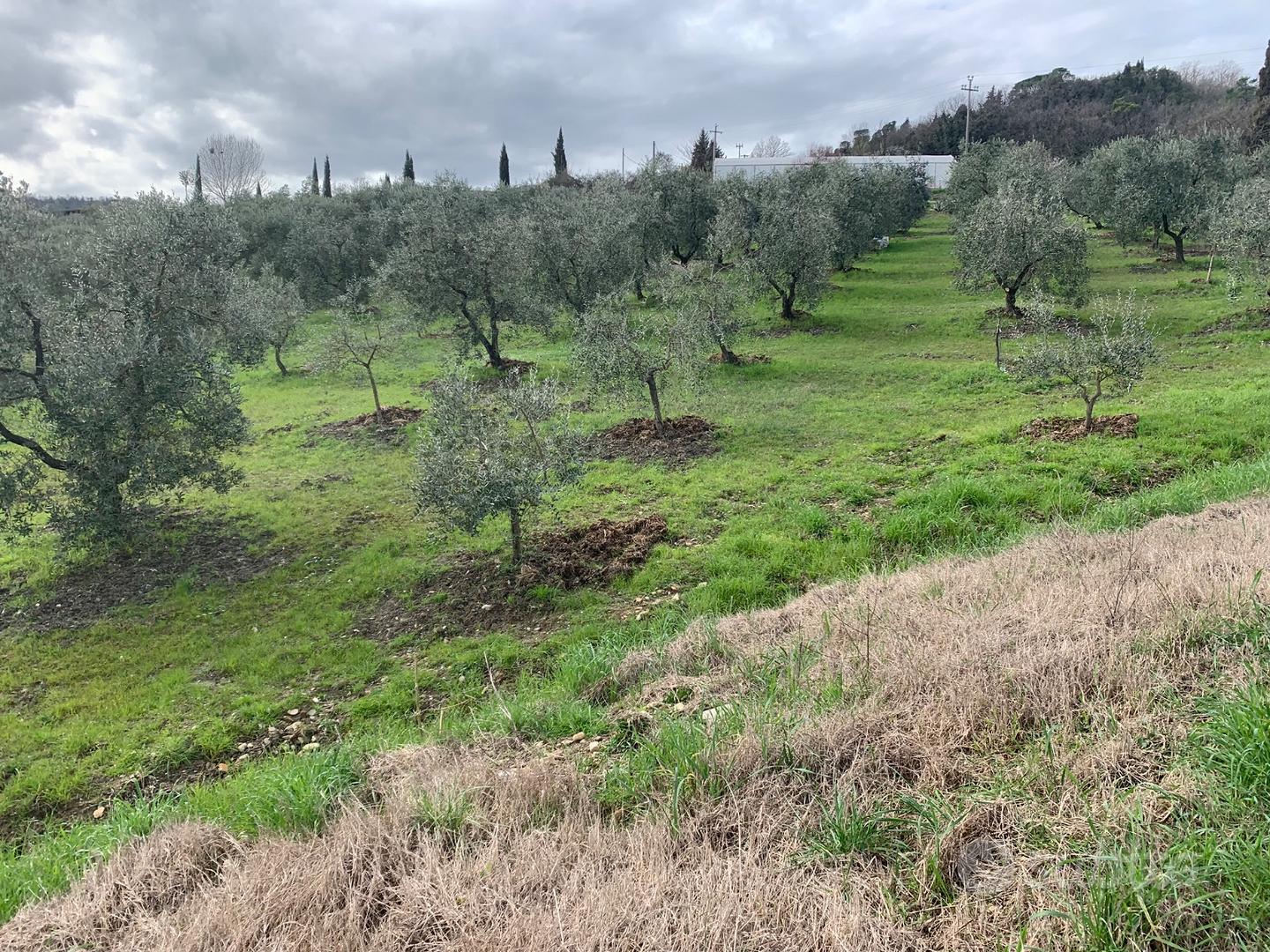 Terreno con ulivi - Vista 2