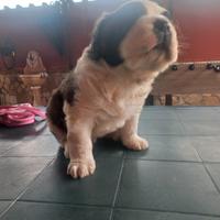 Cucciolo San bernardo