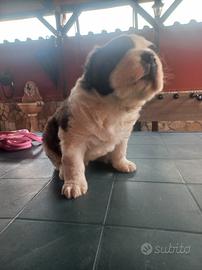 Cucciolo San bernardo