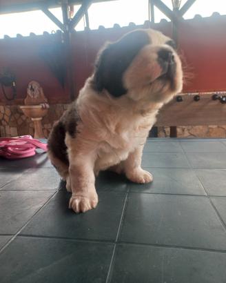 Cucciolo San bernardo