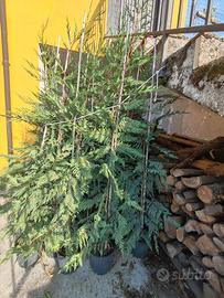Cipressi Leylandi da siepe o albero 