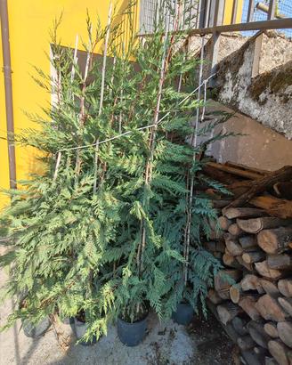 Cipressi Leylandi da siepe o albero 