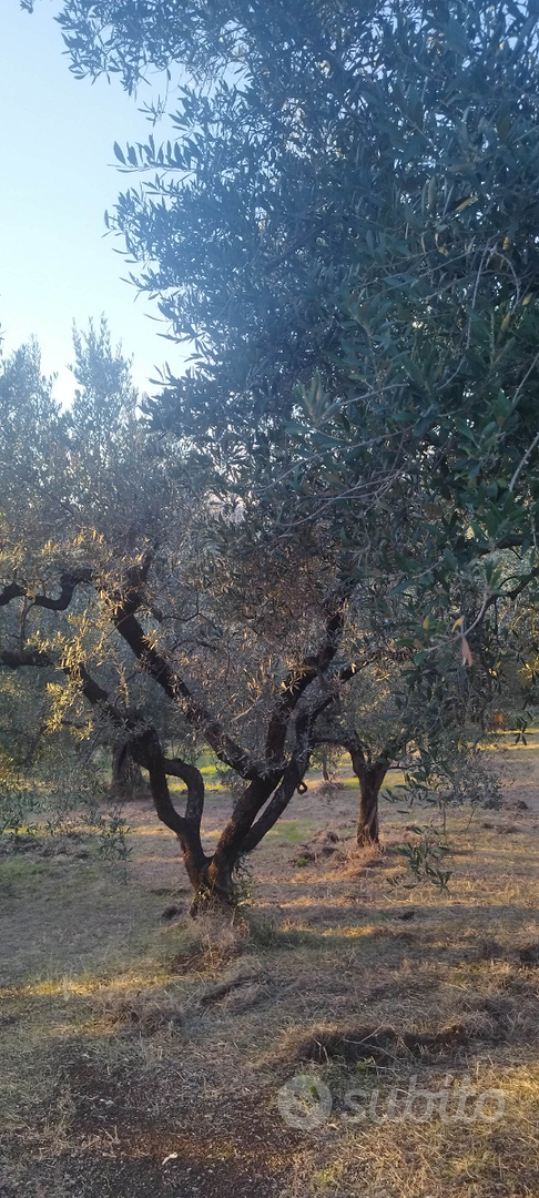 Terreno con ulivi ciliegi e un rudere - Altro