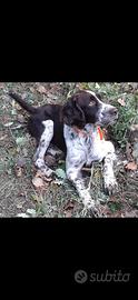 Springer spaniel maschio per accoppiamento
