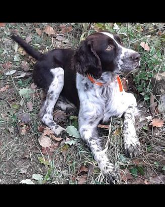 Springer spaniel maschio per accoppiamento