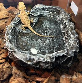 Pogona e terrario