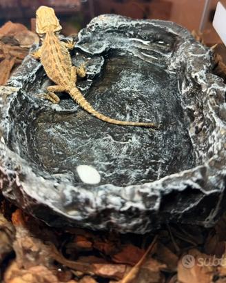 Pogona e terrario