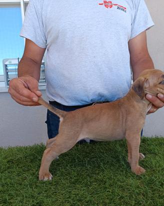 American Pit Bull Terrier - Maschi e Femmine Dispo