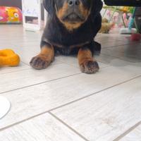 Cuccioli di Rottweiler