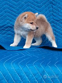 Shiba Inu