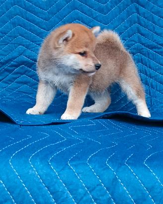 Shiba Inu