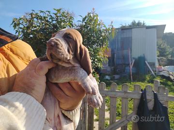 Cuccioli bracco italiano