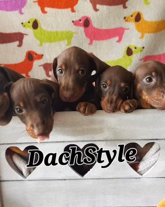 Cuccioli bassotto cioccolato nero focato PEDIGREE