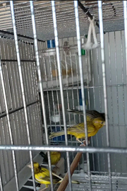 Canarini razza spagnola