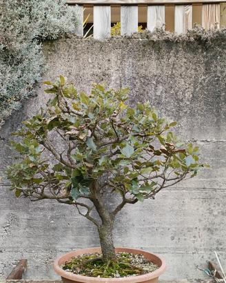 lecci bonsai 