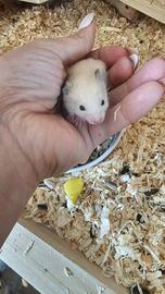 Criceti Dorato