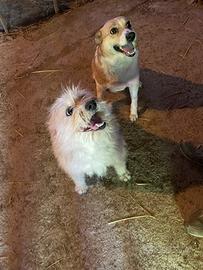 Cagnoline in adozione