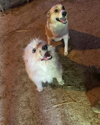 Cagnoline in adozione