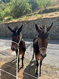 Muletti sardi
