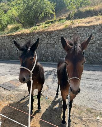 Muletti sardi