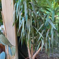 pianta tronchetto felicità 