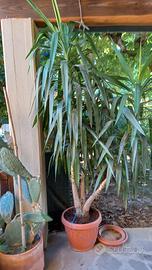 pianta tronchetto felicità 